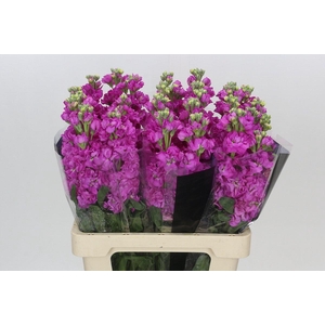 Matthiola Iron Hot Pink