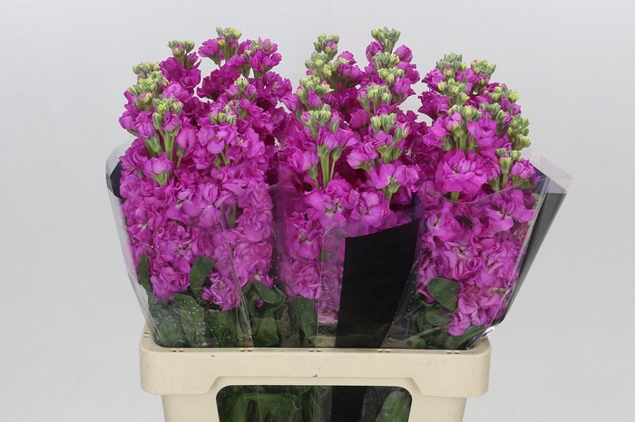 <h4>Matthiola Iron Hot Pink</h4>