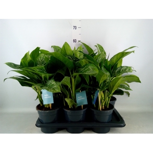 Aglaonema   ...