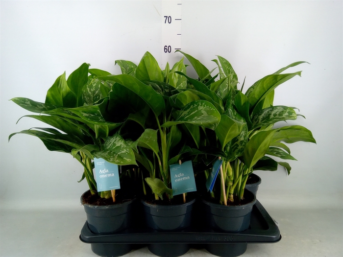 <h4>Aglaonema   ...</h4>