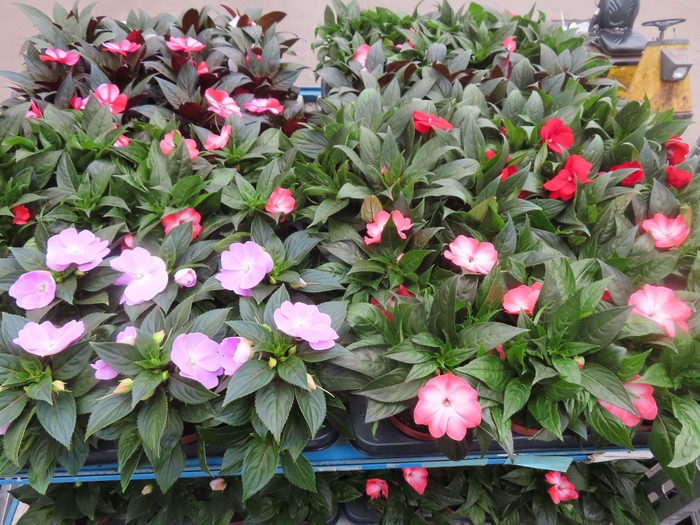 <h4>IMPAT NG MIXK 4 KL</h4>