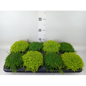 Soleirolia soleirolii   ...mix 2