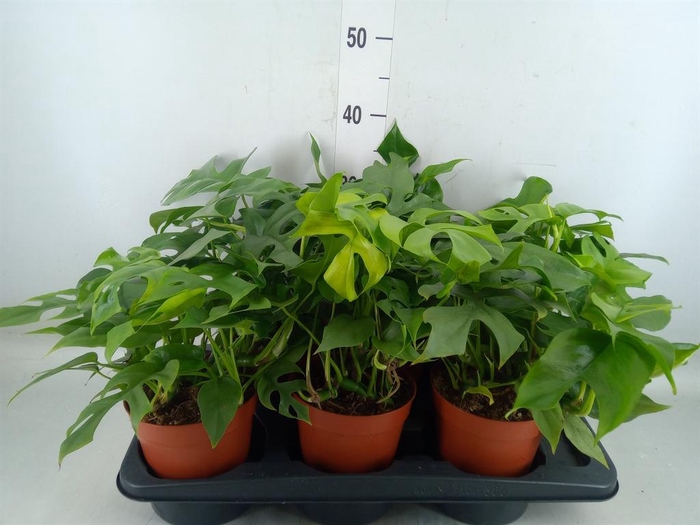 <h4>Monstera   ...</h4>