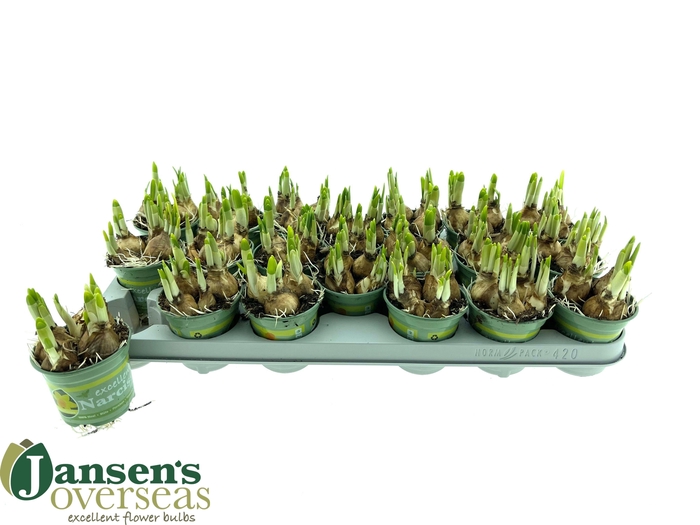 <h4>NARC O TETE A TETE</h4>