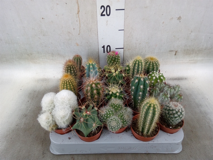 <h4>Cactus   ...mix</h4>
