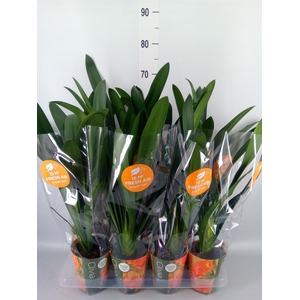 Clivia miniata