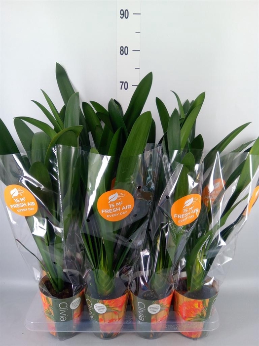 <h4>Clivia miniata</h4>