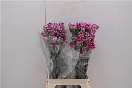 <h4>Di St Hypnosis</h4>