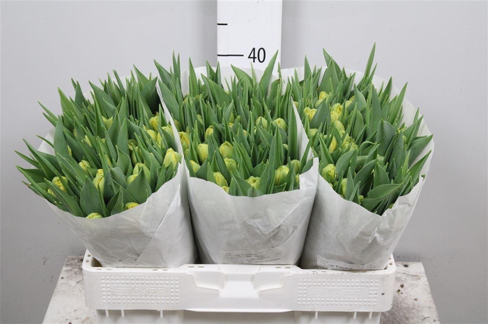 <h4>Tu Du Double Trouble</h4>