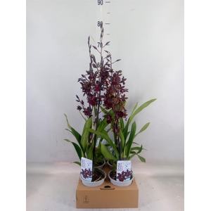 xColmanara  'Black Cat'