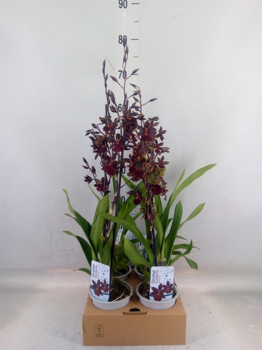 <h4>xColmanara  'Black Cat'</h4>