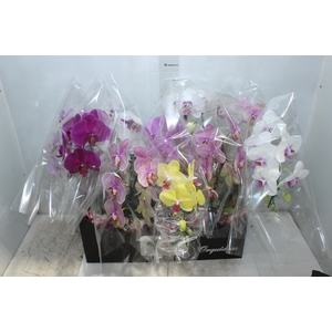 PHALAENOPSIS CASCATA P12