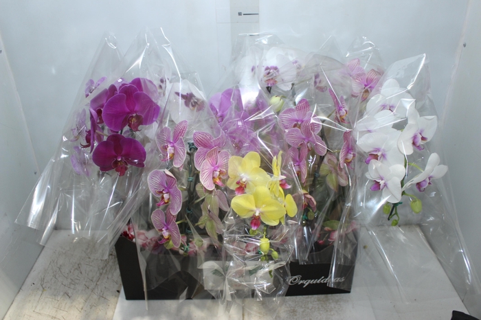 <h4>PHALAENOPSIS CASCATA P12</h4>
