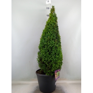Buxus semp.   ...