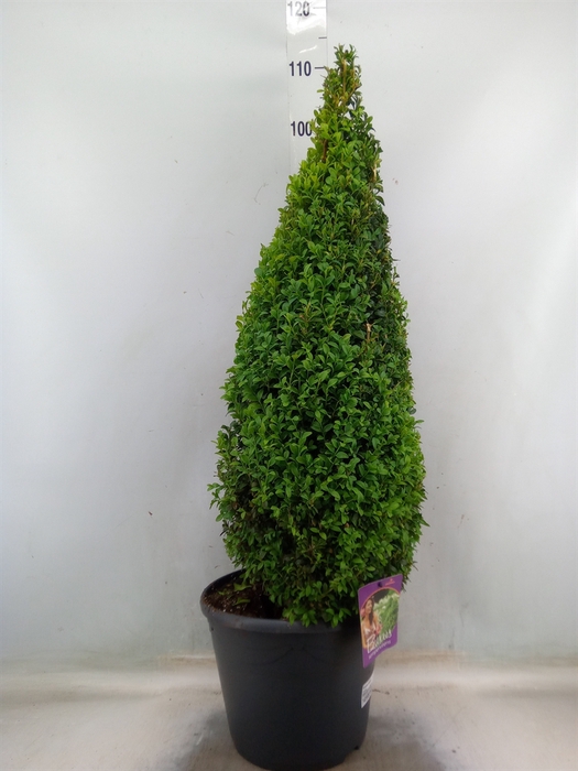 <h4>Buxus semp.   ...</h4>