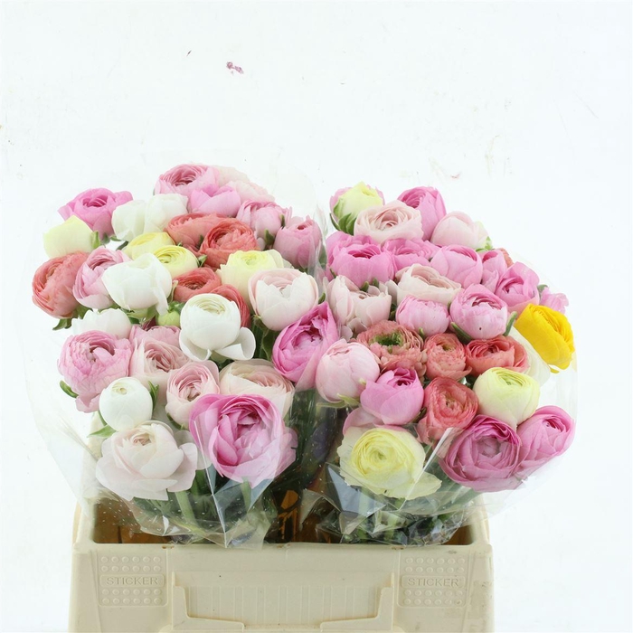 <h4>Ran Su Mix Extra</h4>