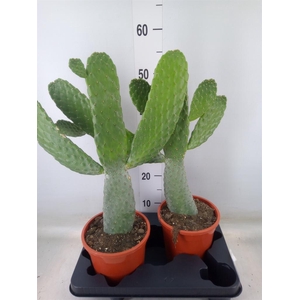 Opuntia