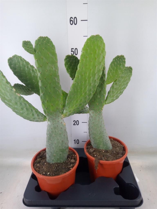 <h4>Opuntia</h4>