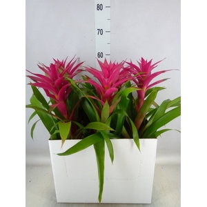 Guzmania  'Voila'