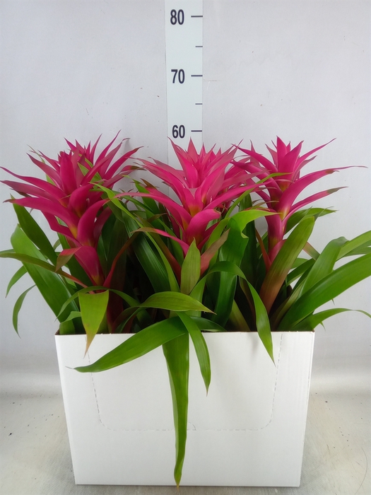 <h4>Guzmania  'Voila'</h4>