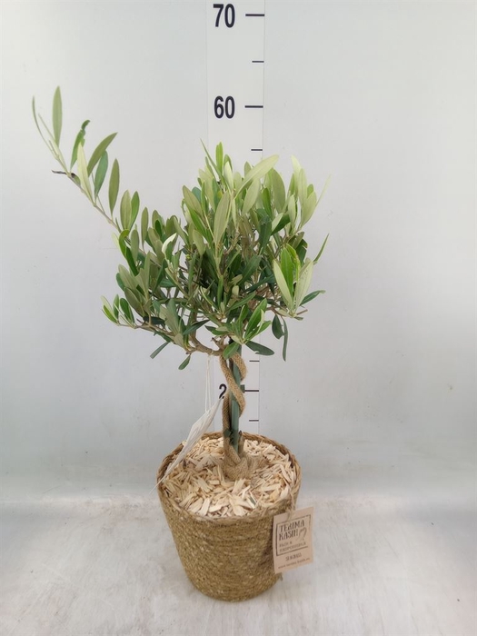 <h4>Arr.   Tuinplanten H%</h4>
