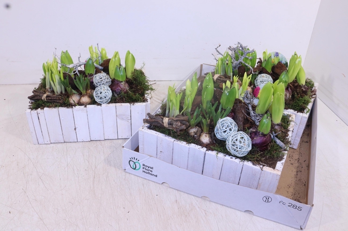 <h4>ARR BOL KNOLGEWAS</h4>