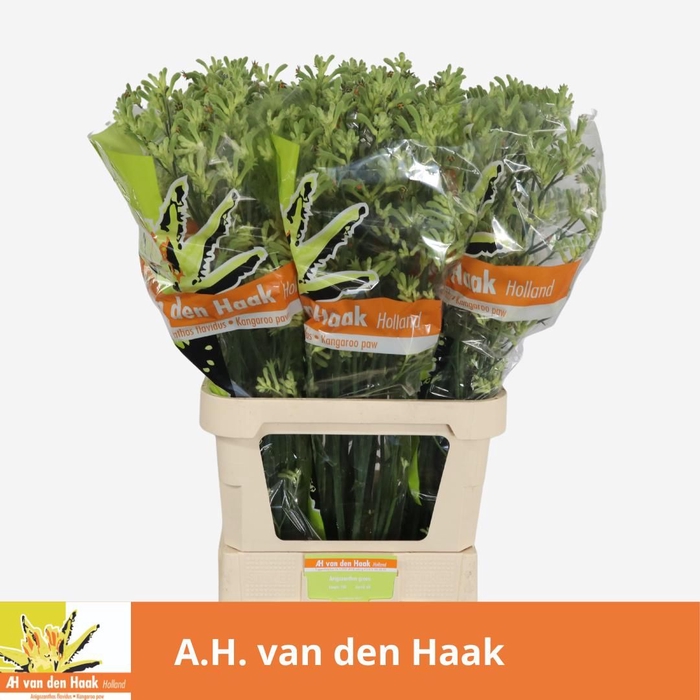 <h4>Anigozanthos Green Haak</h4>