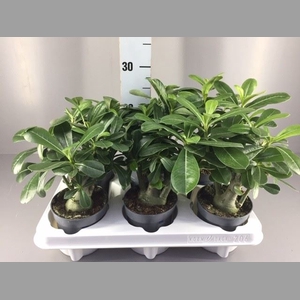 Adenium obesum