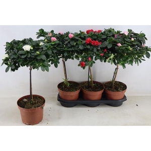 RHODO OV