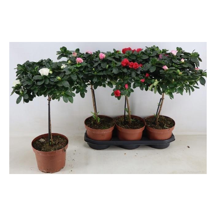<h4>RHODO OV</h4>