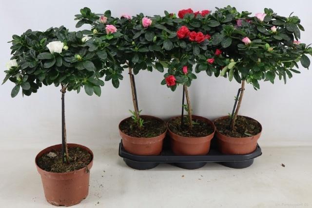RHODO OV