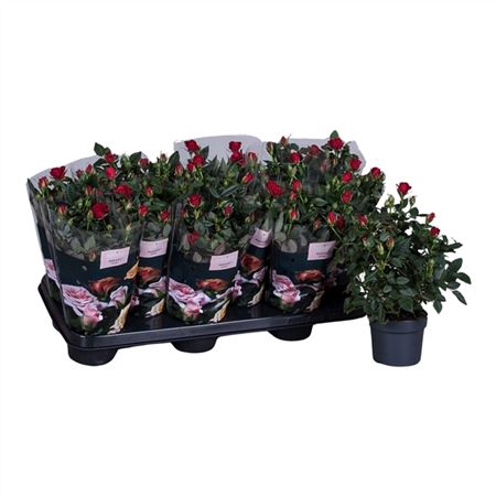 <h4>Rosa Victory Rood</h4>