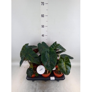 Alocasia ...