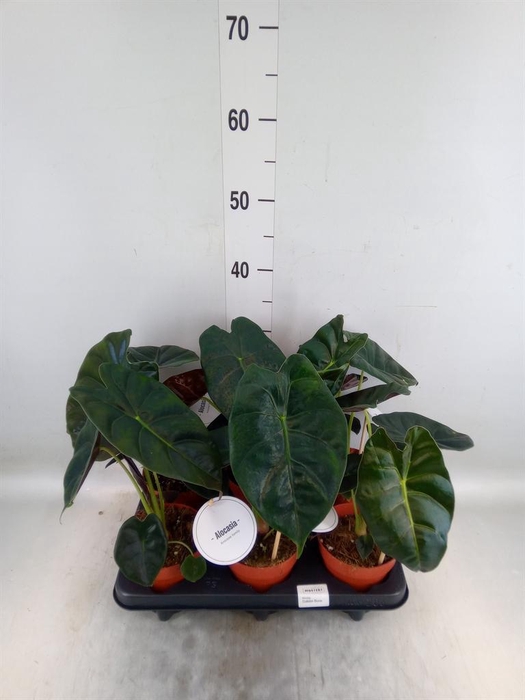 <h4>Alocasia   ...</h4>
