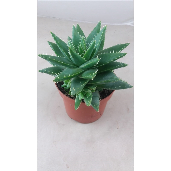 <h4>Aloë Brevifolia</h4>