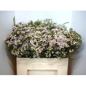 CHAME UN JUPITER SOL