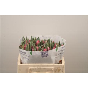 Tu En Pretty Princes