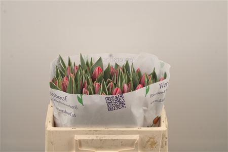 <h4>Tu En Pretty Princes</h4>