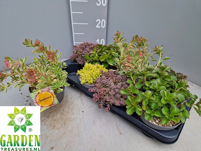 <h4>SEDUM GEM</h4>