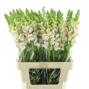 Antir Op Appleblossom