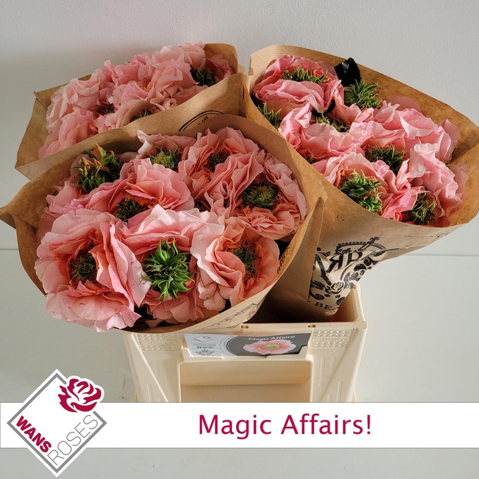 <h4>R GR MAGIC AFFAIRS!</h4>