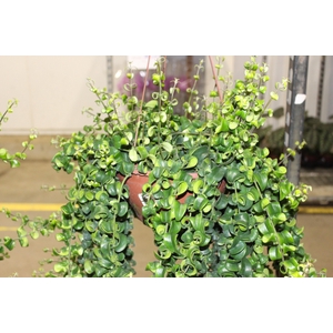 AESCHYNANTHUS RASTA C21