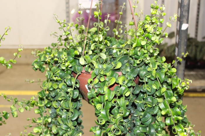 AESCHYNANTHUS RASTA C21