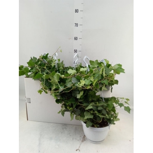 Hedera helix 'Wonder'