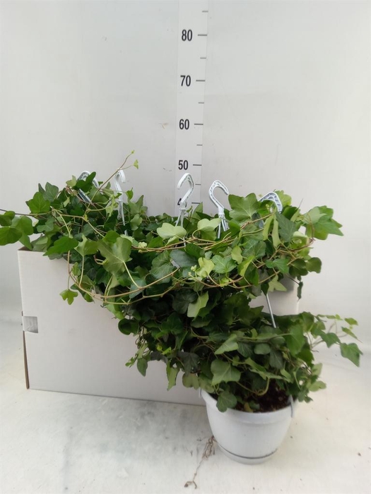 <h4>Hedera helix 'Wonder'</h4>