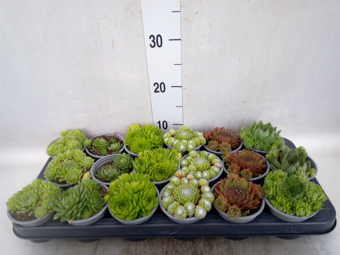 <h4>Sempervivum   ...mix</h4>