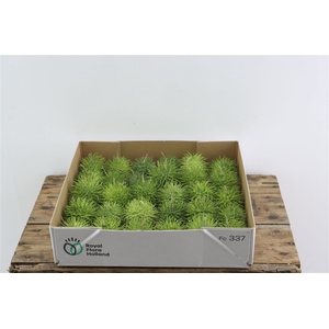 Sier Cucumis Egel Hol X30