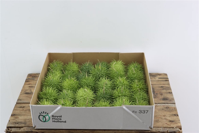 <h4>Sier Cucumis Egel Hol X30</h4>