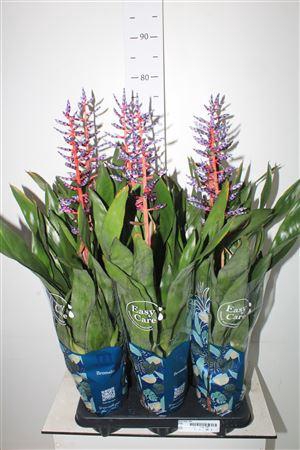 <h4>Aech Blue Rain</h4>