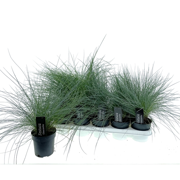 Festuca Glauca